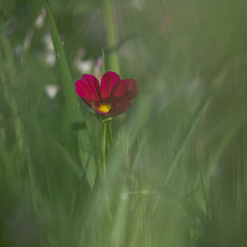 Blumenwiese auf der Reichenau. Foto: Bernd Radtke