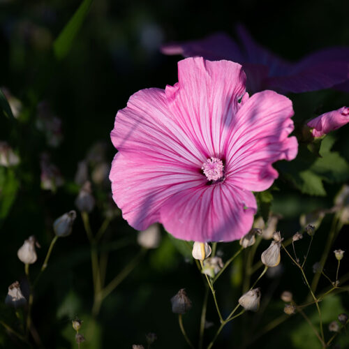 Blumenwiese auf der Reichenau. Foto: Bernd Radtke