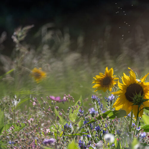 Blumenwiese auf der Reichenau. Foto: Gerhard Laubach