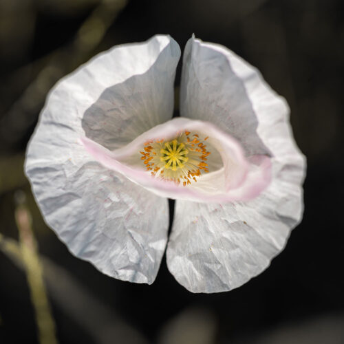 Blumenwiese auf der Reichenau. Foto: Gerhard Laubach