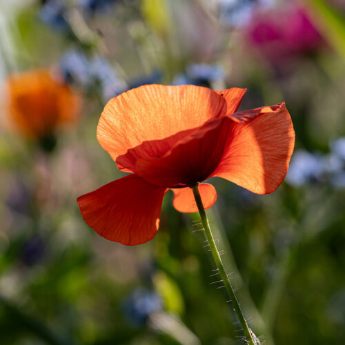 Blumenwiese auf der Reichenau. Foto: Gerhard Laubach