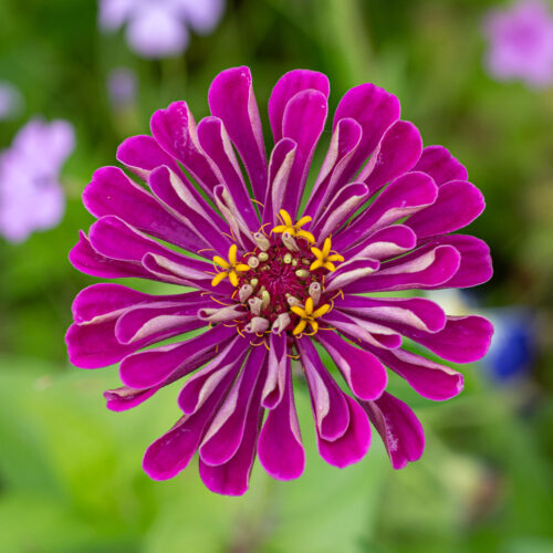 Blumenwiese auf der Reichenau. Foto: Gerhard Laubach