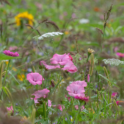 Blumenwiese auf der Reichenau. Foto: Gerhard Laubach