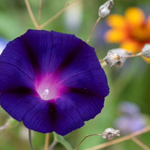 Blumenwiese auf der Reichenau. Foto: Gerhard Laubach