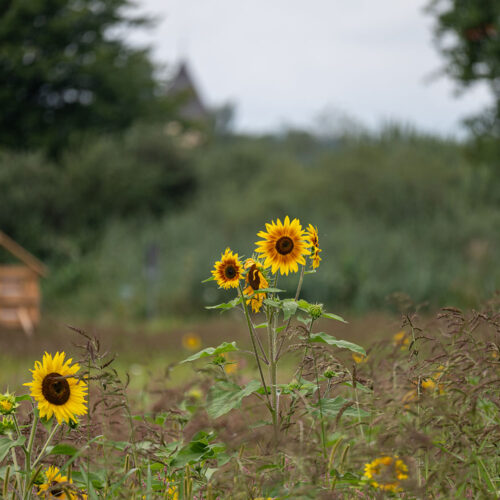 Blumenwiese auf der Reichenau. Foto: Gerhard Laubach