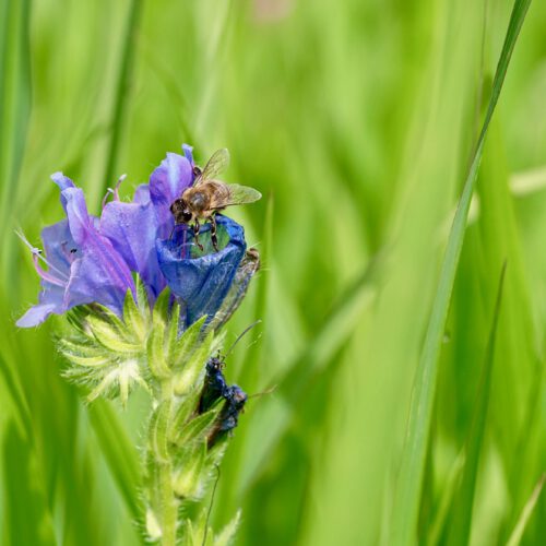 Blumenwiese auf der Reichenau. Foto: Gerhard Laubach