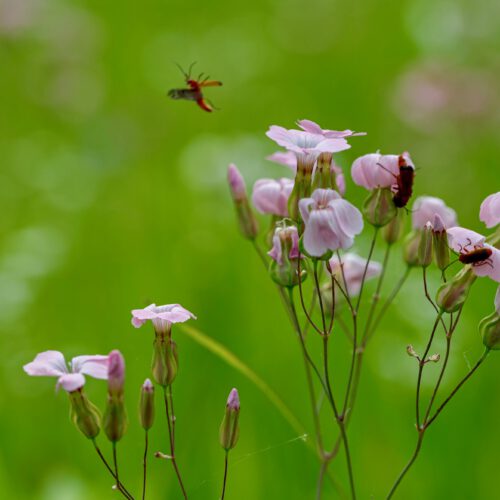 Blumenwiese auf der Reichenau. Foto: Gerhard Laubach