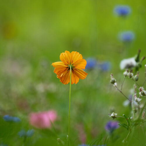 Blumenwiese auf der Reichenau. Foto: Julian Hamm