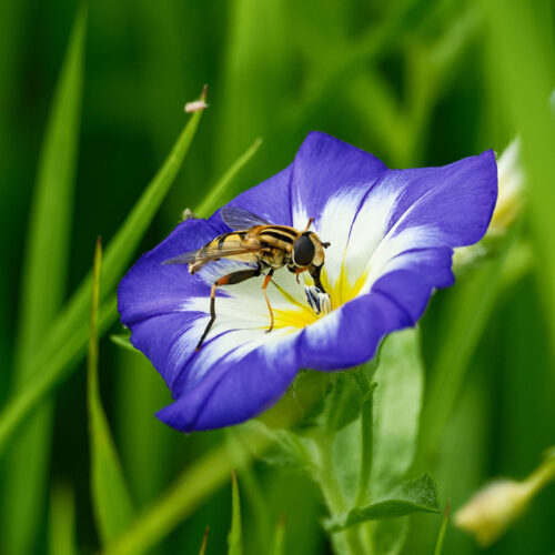 Blumenwiese auf der Reichenau. Foto: Julian Hamm