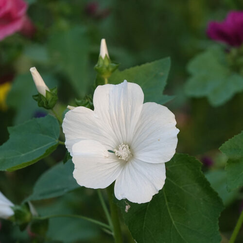 Blumenwiese auf der Reichenau. Foto: Ulrich Klein