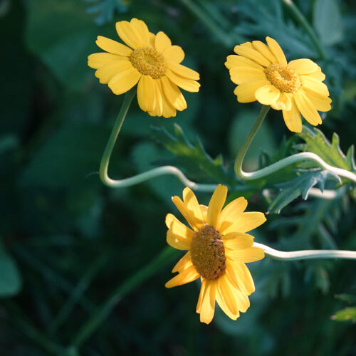 Blumenwiese auf der Reichenau. Foto: Ulrich Klein